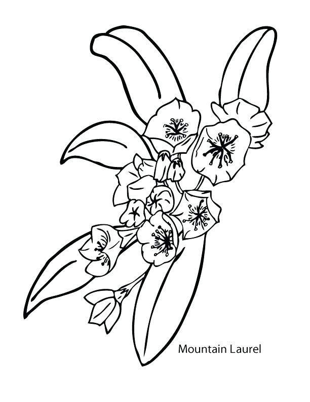 612x792 Coloring Pages Of Mountains Mountain Laurel Printable Coloring