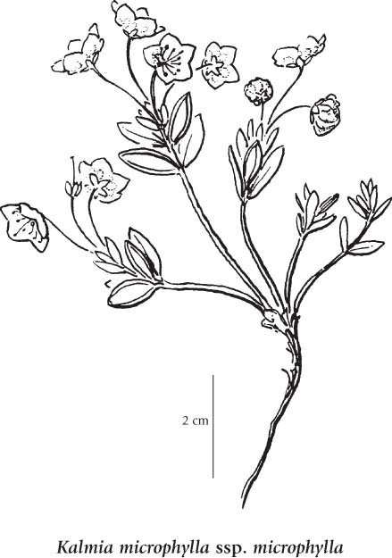 439x625 Kalmia Polifolia
