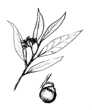 300x359 Mohagany Bay