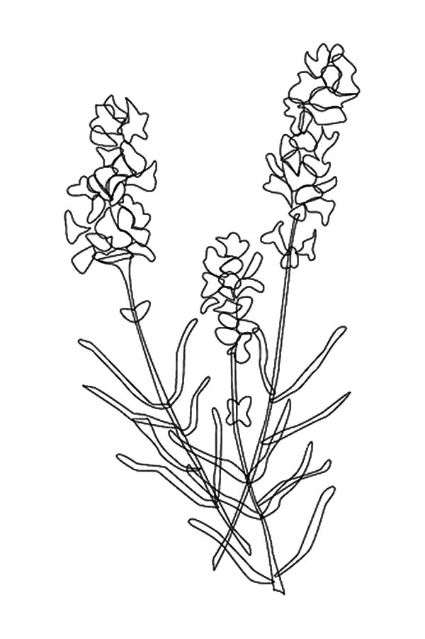 600x901 Awesome Lavender Flower Coloring Pages Awesome Lavender Flower