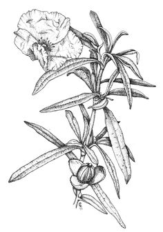 236x337 Curcuma Vintage Botanical Illustration, Art