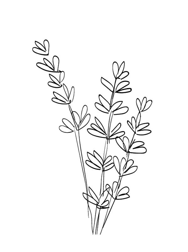 600x804 Drawing Lavender Flower Coloring Pages