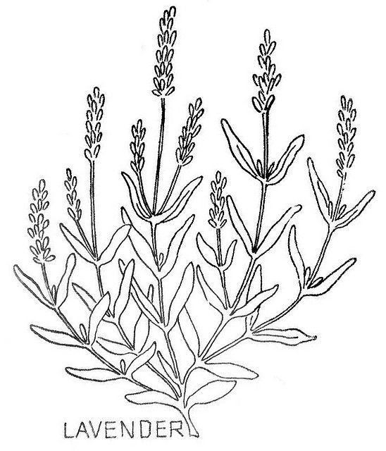 548x640 Flower Drawings