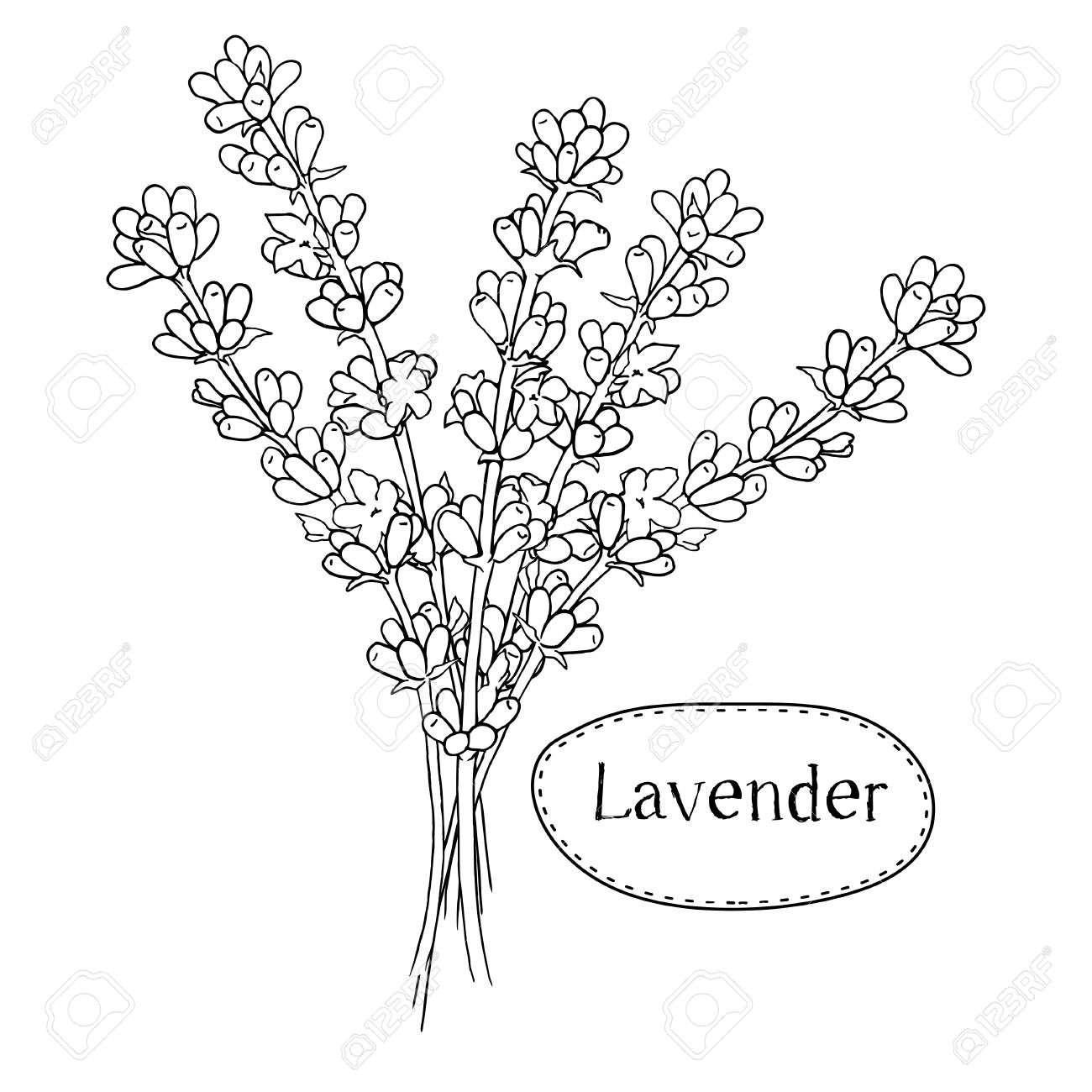 1300x1300 Hand Drawn Lavender. Organic Healing Wild Flowers. Vector