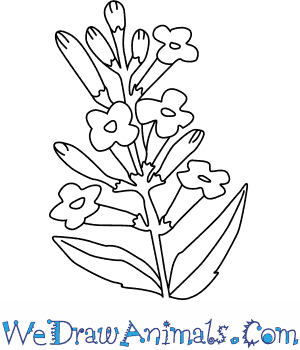 300x350 How To Draw A Lavender Flower