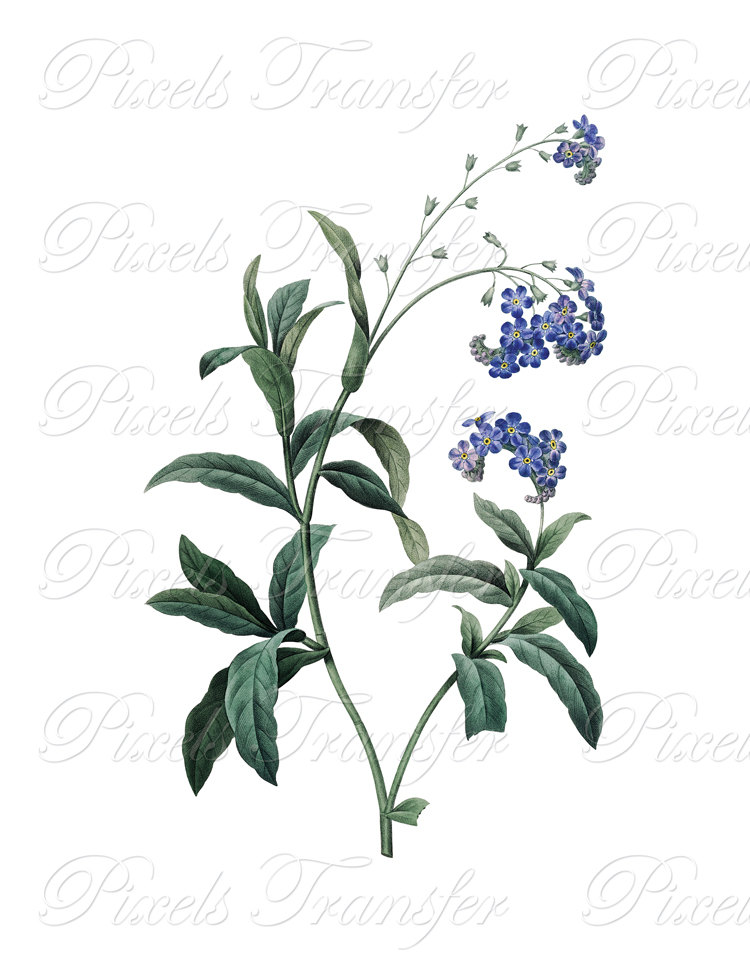 750x971 Iris Instant Download Blue Flag Botanical Illustration Wedding