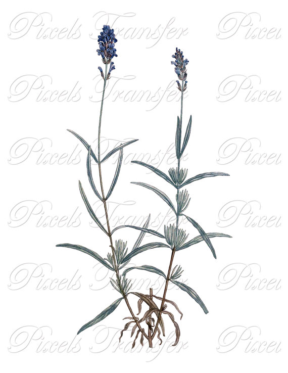 570x738 Lavender, Purple Blue Provence Autumn, Instant Download, Jpg