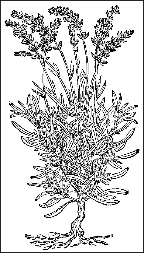 474x831 Lavender Line Drawing Lavender Design Amp Illustration