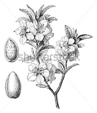 379x440 45 Best Etykiety Images On Botanical Drawings, Vintage