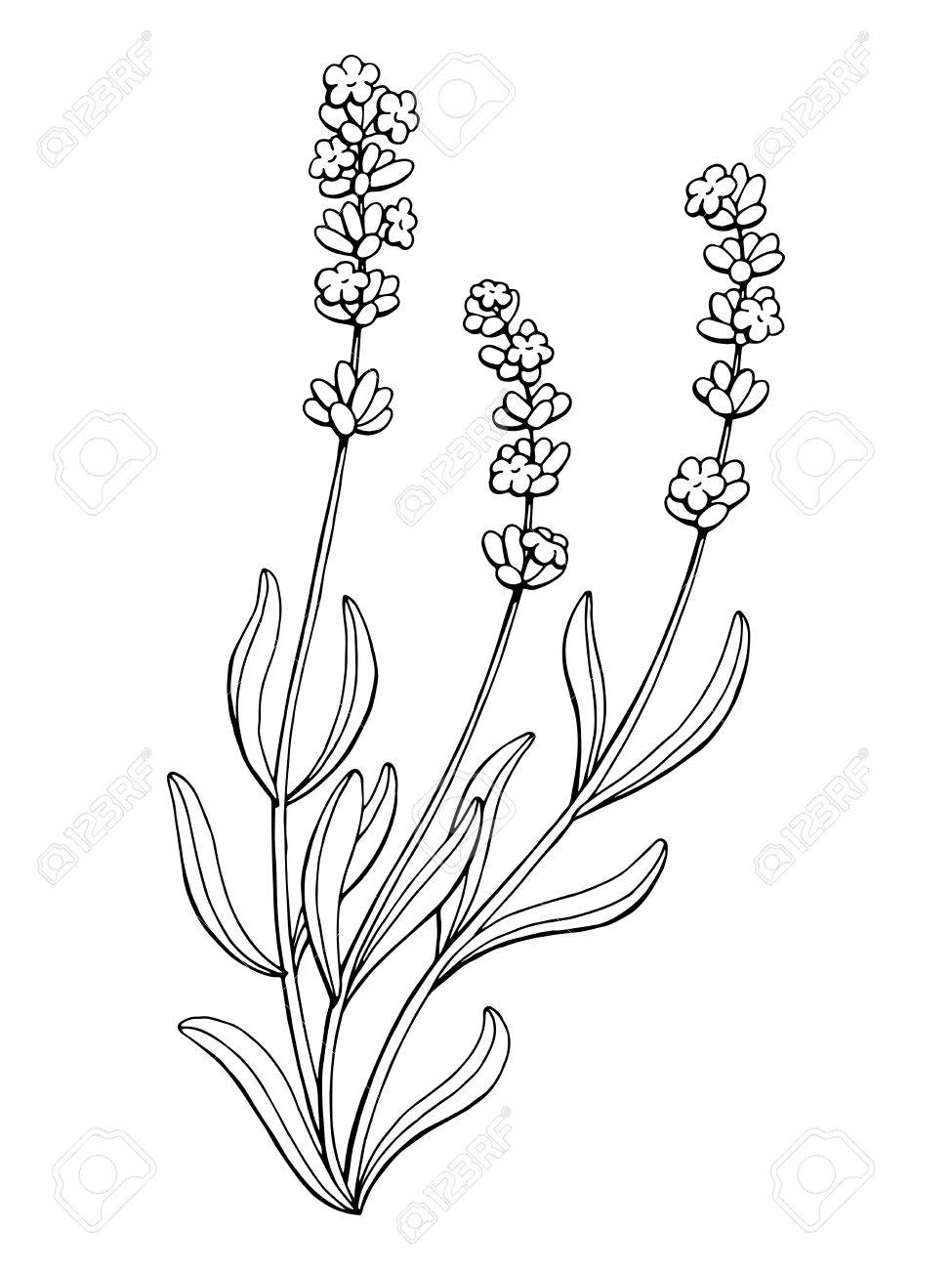 975x1300 Lavender Flower Graphic Art Black White Isolated Illustration