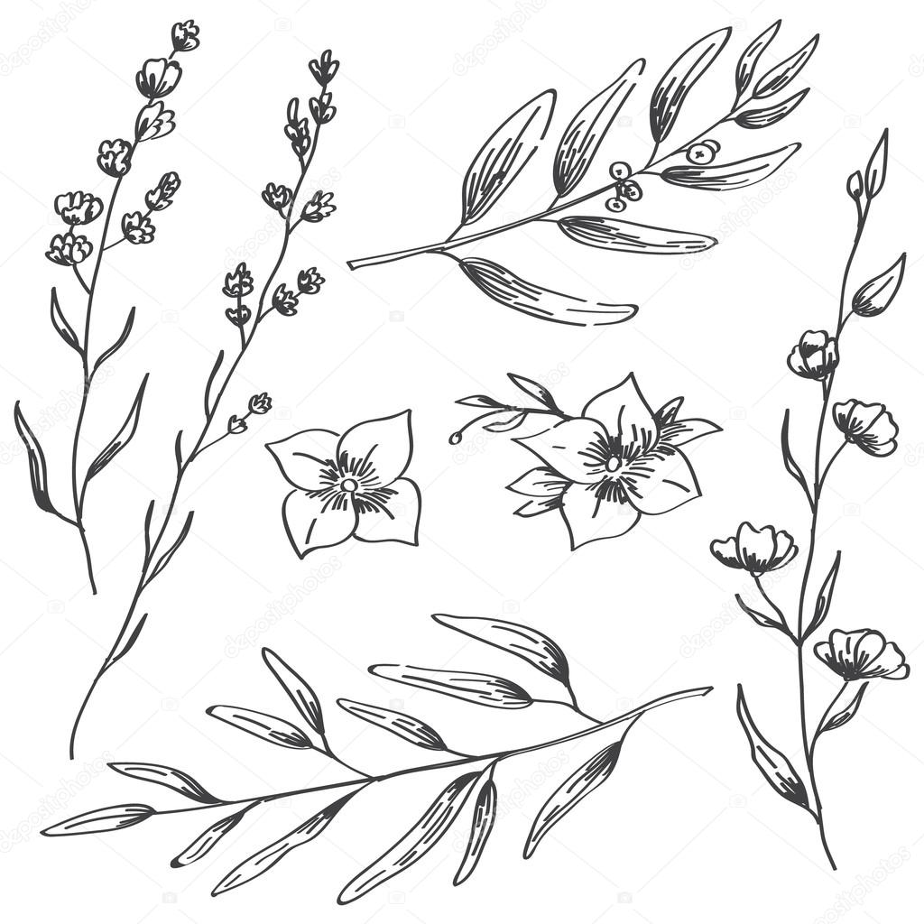 1024x1024 Jasmine Flowers, Lavender And Natural Branches Hand Drawn Sketch