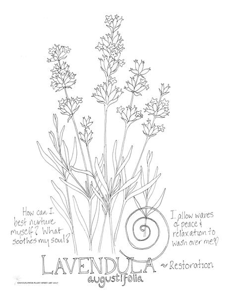 464x600 Lavender Coloring Page