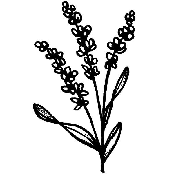 600x600 Purple Daisy Design D 903 Small Lavender