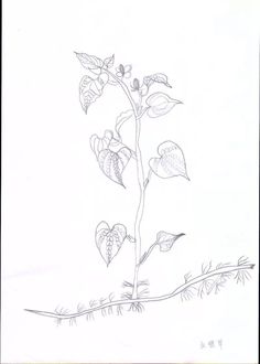 236x330 Sketch Mesona Chinensis 10 Lavender