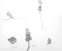 236x193 Star Magnolia