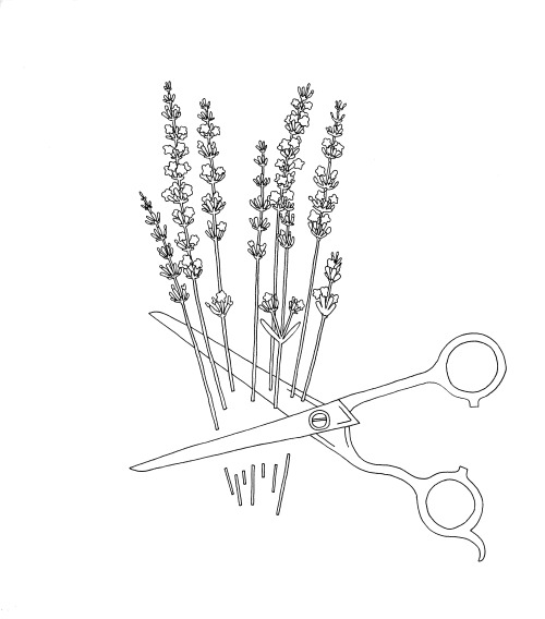 500x568 Lavender Illustration Tumblr