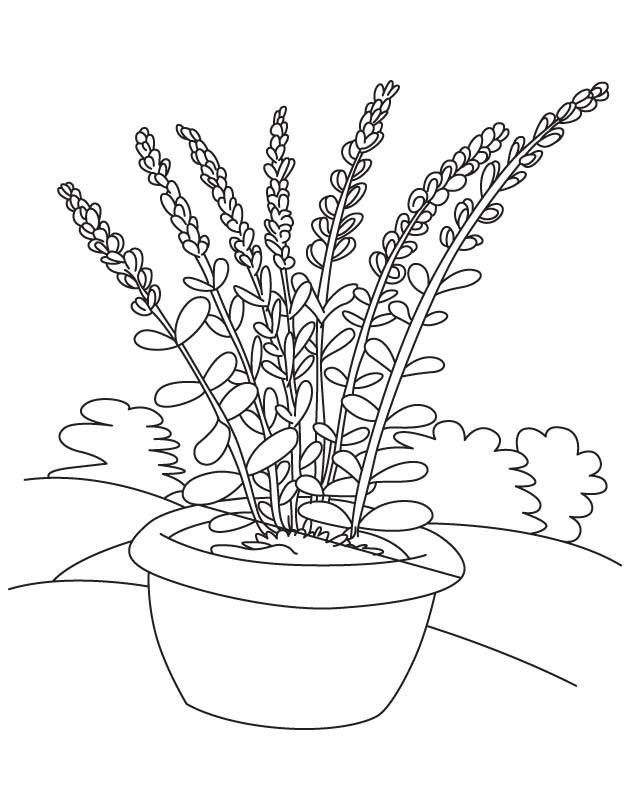 630x810 Coloring Pages Lavender, Printable For Kids Amp Adults, Free