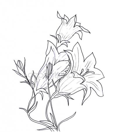 387x450 Jasmine Flowers, Lavender And Natural Branches Hand Drawn Sketch