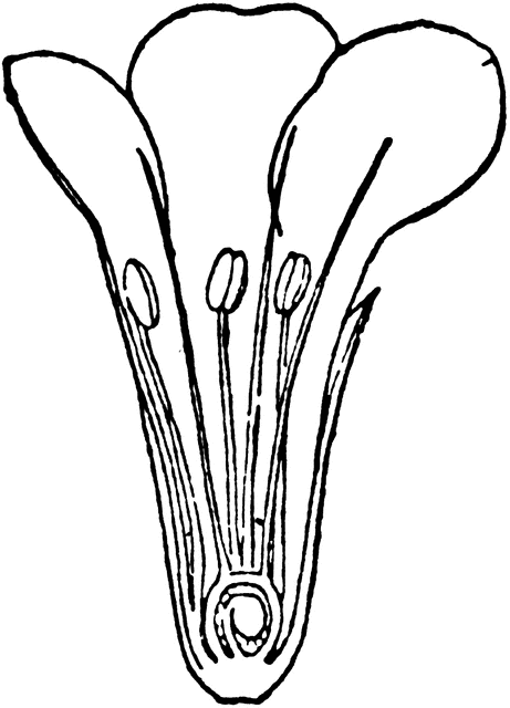 461x640 Section Of Sea Lavender Flower Clipart Etc