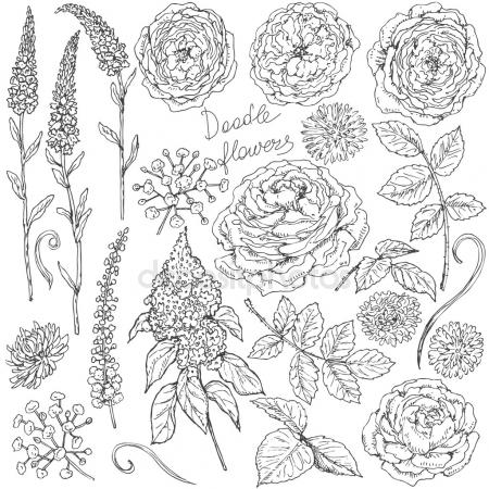 450x450 Set Of Lavender. Hand Drawn Bunch Of Lavender, Lavender Flowers