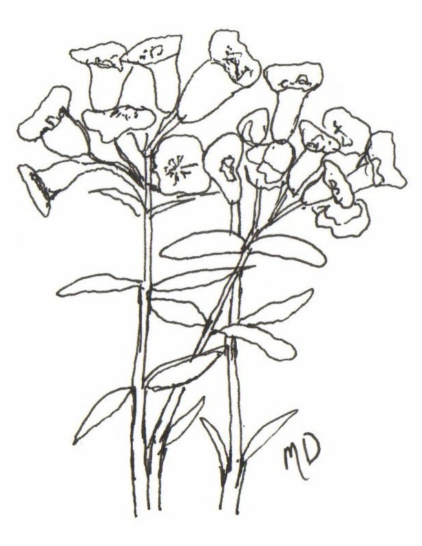 613x793 Lavender Flowers