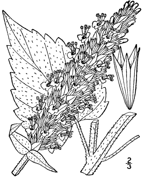 486x600 Lavender Flowers