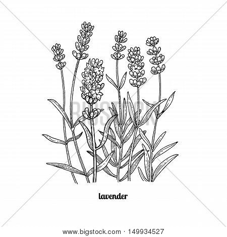 450x470 Flower Lavender. Vector Vector Amp Photo Bigstock