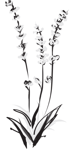 250x500 Harvest Table St. Helena Wine