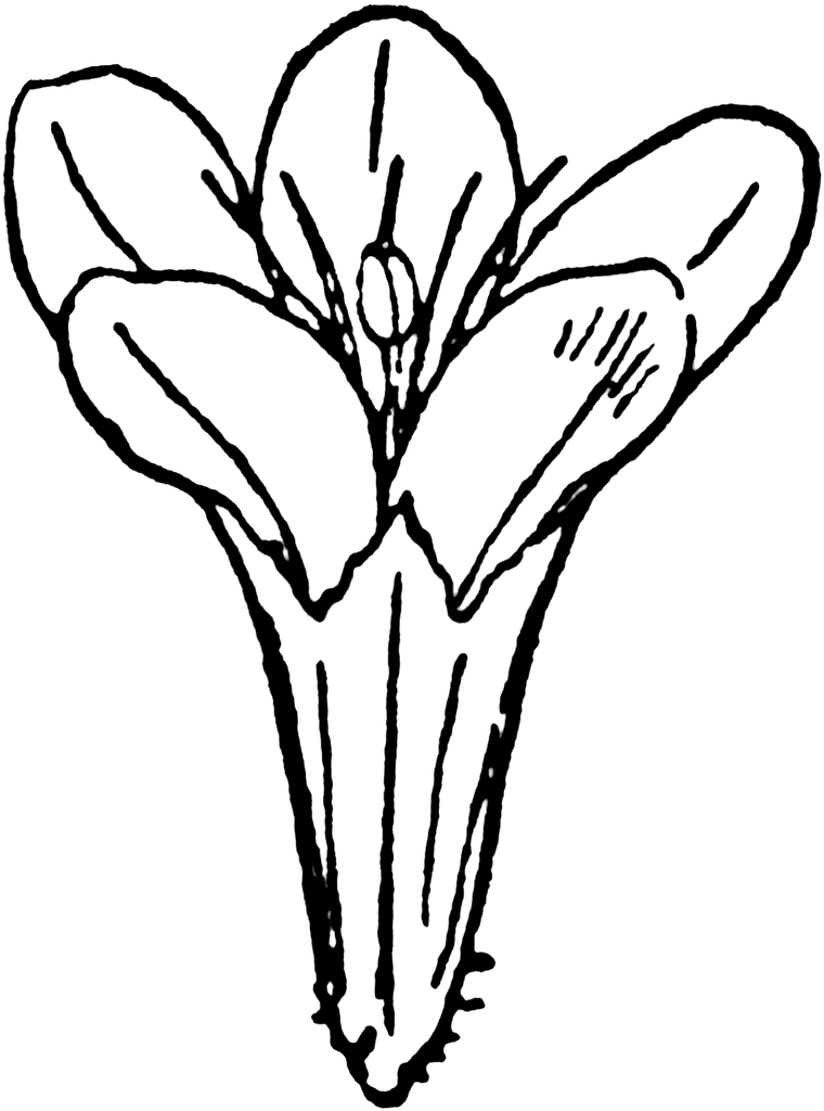 760x1024 Lavender Flowers