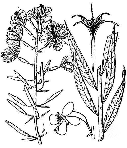 500x584 Fireweed Chamerion Angustifolium I C U Nature