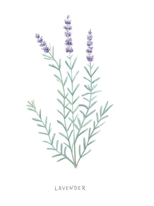 600x803 Jessica Heberle