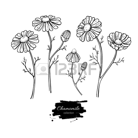 450x450 Lavender Vector Drawing Set. Isolated Wild Flower And Leaves