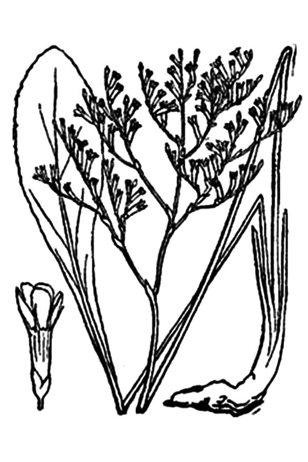 600x900 Limonium Carolinianum Sea Lavender Flower Coloring Pages