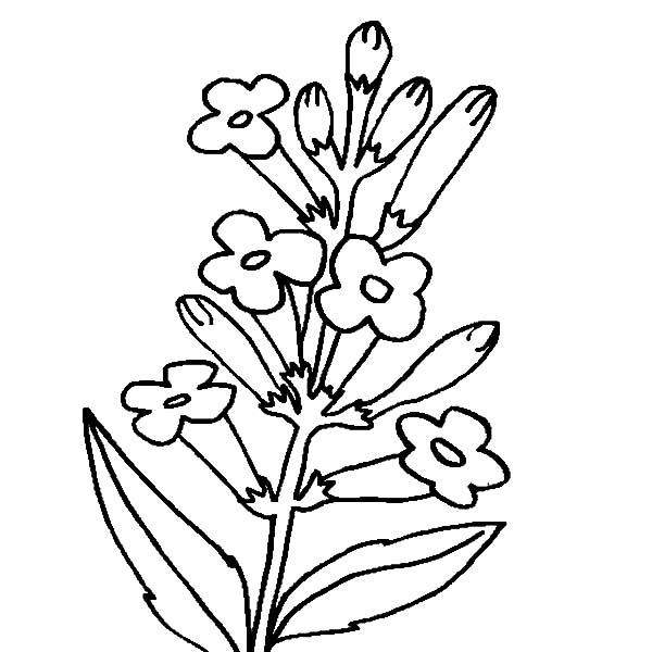 600x600 Planting Lavender Flower For Its Oil Coloring Pages Planting