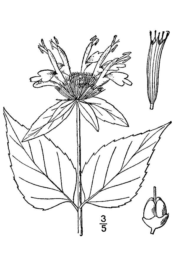 600x900 Lavender Flowers