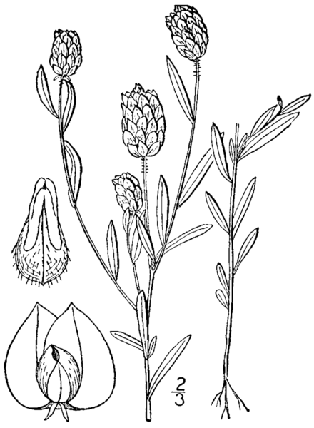 440x600 Lavender Flowers