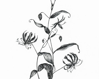 340x270 Digital Floral Ink Illustration. Lavender. Black Ink Botanical