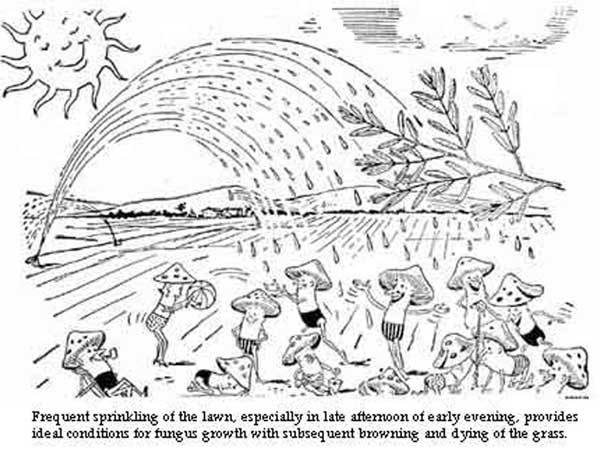 600x459 Tips On Identification And Treatment Of Lawn Fungus