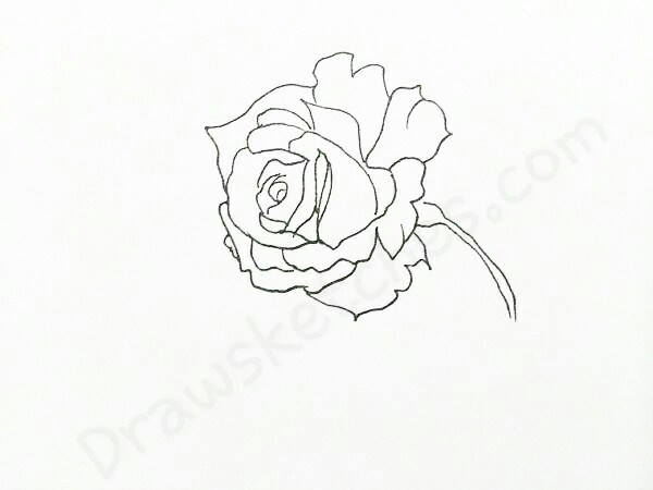 600x450 How To Draw A Rose In 16 Easy And Detailed Steps With (Pictures)