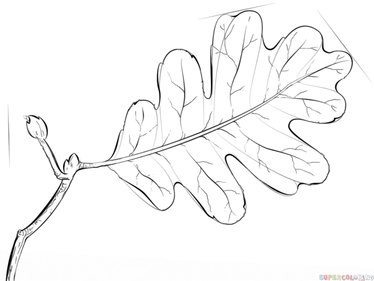 764x575 How To Draw An Oak Leaf Step By Step Drawing Tutorials