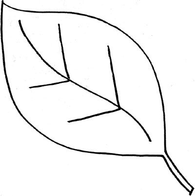 400x402 Leaf Outline Images