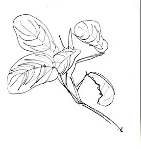 288x303 The Artist's Brain Art Lesson Gesture Drawings Of Plants