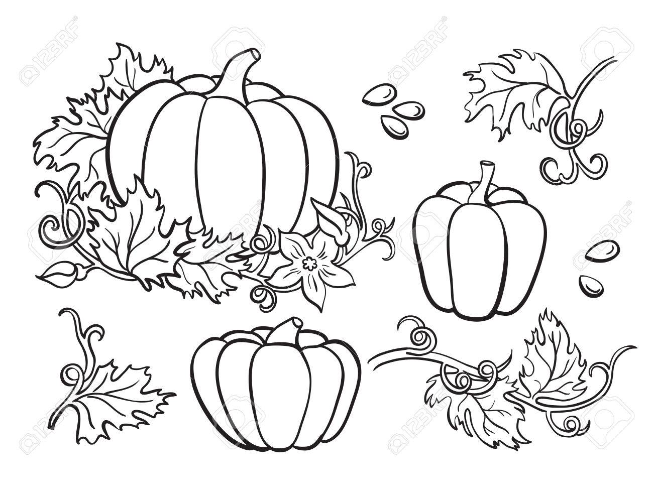 1300x998 Pumpkin Vector Drawing Set. Isolated Outline Vegetable, Plant