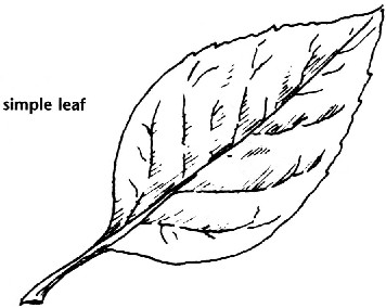 356x284 Leaves