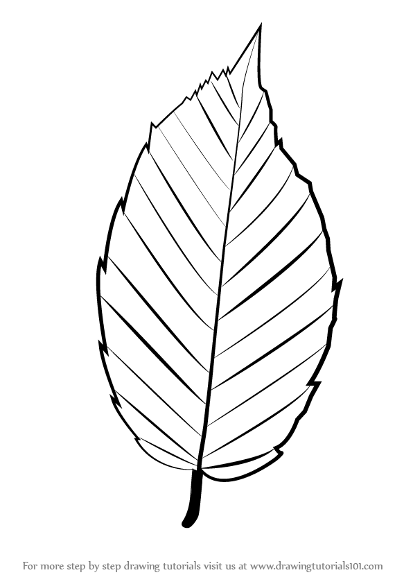 596x842 Learn How To Draw A Leaf (Plants) Step By Step Drawing Tutorials