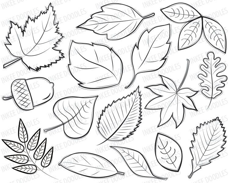 750x600 How To Draw Maple Leafndn Oak Leaf Inkspired Musings