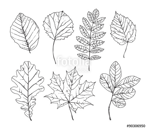 500x439 Sketch Leaves Hand Drawn. Autumn Leaves, Trees, Plants, Nature