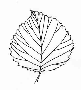 317x353 Viburnum Leaves