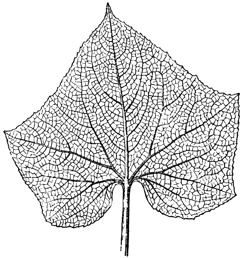 969x1024 Leaf Vein Art