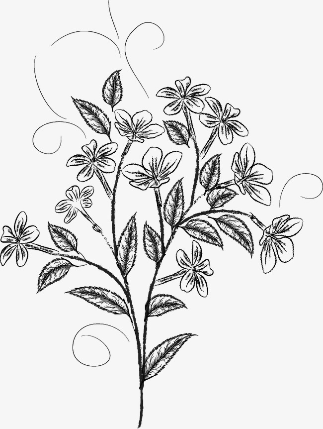 650x862 Flower Sketch, Black, Pencil Drawing, Plant Png Image And Clipart